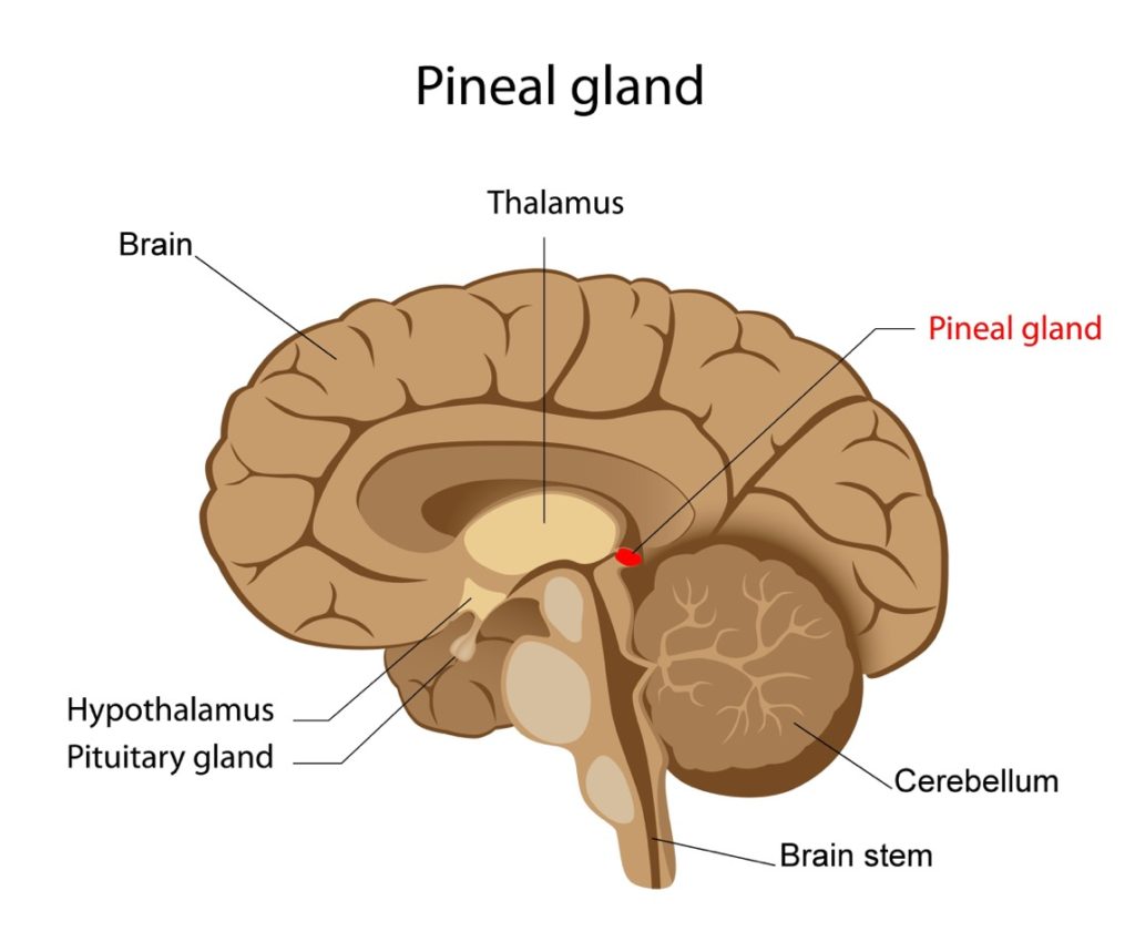 pineal_gland_01-2