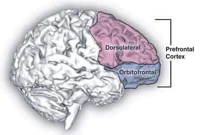 brain-prefrontal-cortex